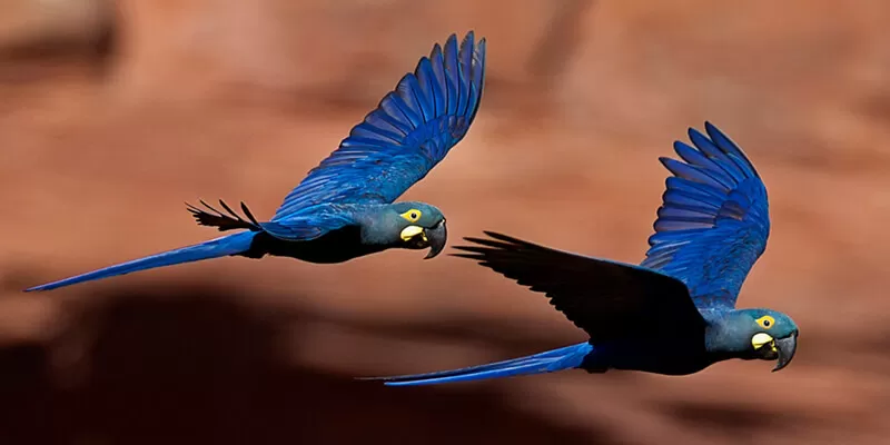 Fotografia colorida e retangular em que duas araras-azuis-de-lear estão voando.